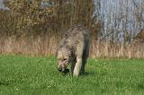 IRISH WOLFHOUND 351